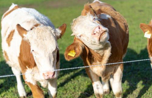 Ferienhof Weishäupl - Foto 18