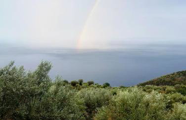 Olive Valley - Foto 18