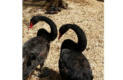 Agriturismo Tenuta Sant'Antonio - Foto 30