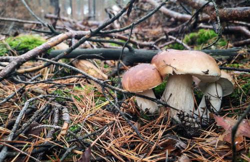 Tiny House am Waldrand - Foto 29