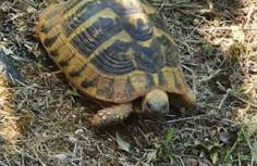 Hephaestus Appartments Litochoro -A1 - Foto 21