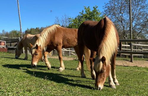 Ranch Enbrucà - Foto 63