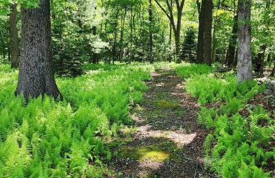 Pocono Farmhouse - Fully Renovated 1881 Home - Foto 9