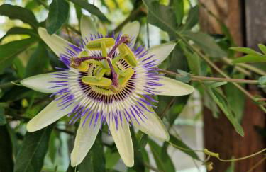 le refuge du bonheur - Foto 21