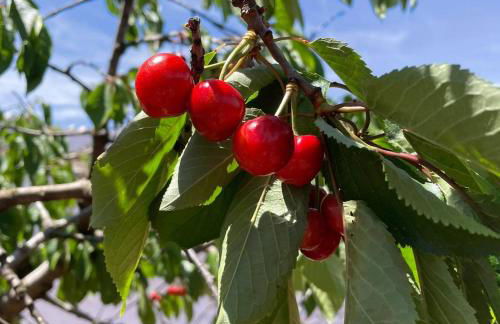 Masseria Pezze Galere Piscina privata - Foto 58