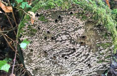 Ballymacdoe Cottage Cushendall - Foto 32