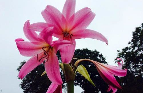 Humphries Cross Apartments - Foto 107