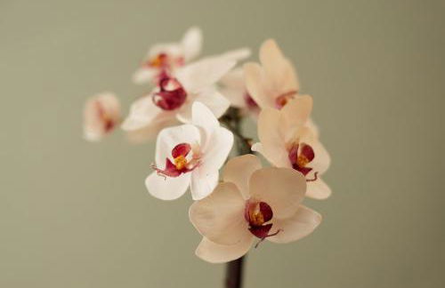 Larroque Haute Gites - Foto 21