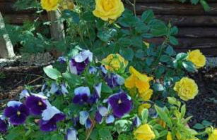 La casetta rossa - Foto 19