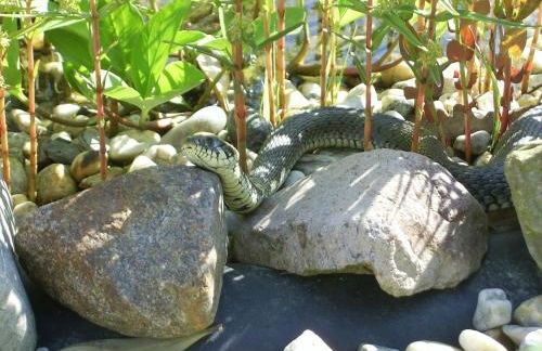 Ferienwohnung in der "Perle der Lausitz" - Foto 15