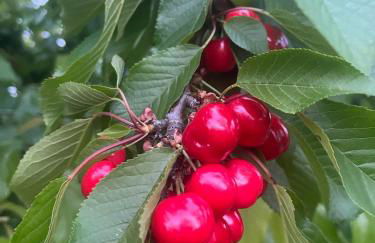 La Truffe Rose - Foto 45