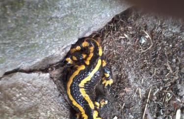 Urlaub auf dem Hänslehof - Foto 19