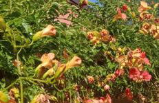 Il Pettirosso - Foto 33