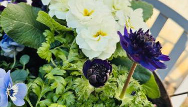 Ferienhaus Im Grünen - Foto 3, Garden