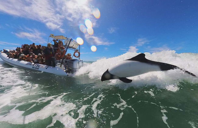 Avistamiento de delfines en Puerto Rawson - Foto 3