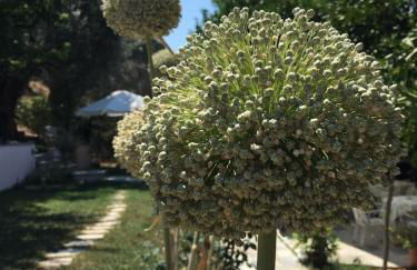 Glyfada Bay Studios - Foto 34