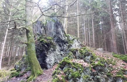 Apartments im Taunus - Foto 13