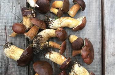 Auszeit auf dem Land im Forsthaus Hohe Heide - Foto 20