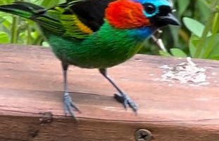 Arthi - LINDO LOFT RECANTO DOS PASSARINHOS - Foto 69