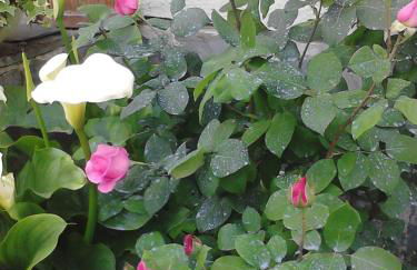 L'Erbetta fra le Cinque Terre e la Val di Vara - Photo 4