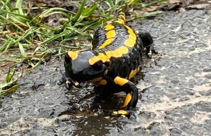 Charaktervolle Whg mit Parkplatz nähe Kassel - Foto 19