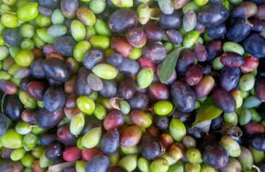 Agriturismo La Pineta - Foto 45