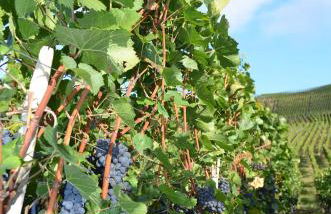 Ferienwohnungen Felten in Minheim - Foto 44