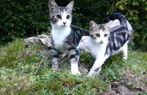 Bungalow 2 pièces, SDB, terrasse, Piscine de mai à octobre - Foto 11