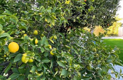 Modern 4 King Beds, Beautiful Large Backyard, Golf, WFH, Long Stays, WI-FI, FWY, 25 mins to Beach - Photo 53