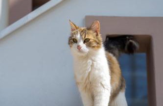 Ocean View Villa - Foto 52