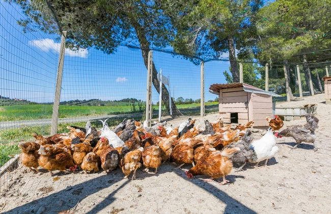 La Carraia - Foto 39