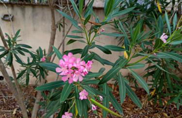 Villa Rosa Amparo - Foto 43