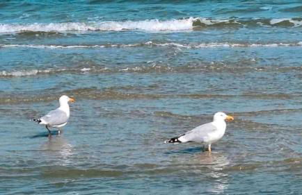 Ferienappartement Holm Ostsee - Foto 22