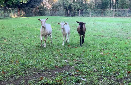 Tenuta Montelaura - Foto 9