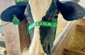 Flat Hotel Fazenda Monte Castelo Gravatá Bezerros - Foto 43