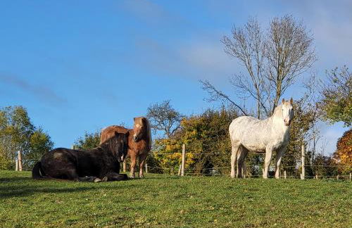 Gite de Guise, animaux bienvenus - Foto 11