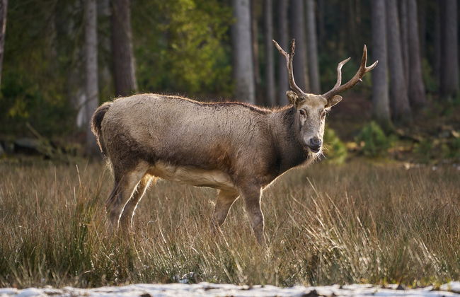 Mazurova chalupa - Foto 47