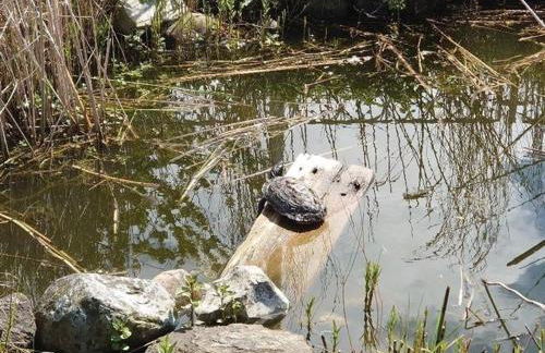 Ostsee Huus - Foto 21