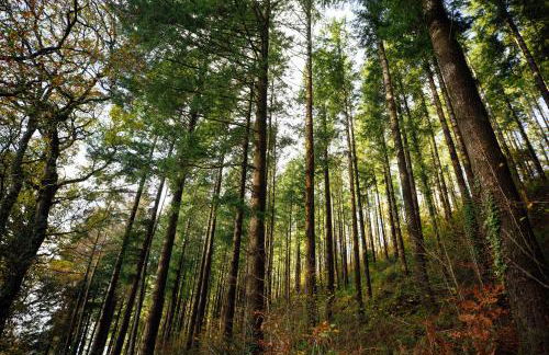 Cwtch Ffynnone Luxury Shepherds Hut - Foto 32