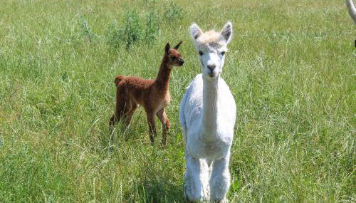 Ferienwohnung auf dem Alpaka-Hof - Foto 4, Garden