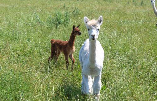 Ferienwohnung auf dem Alpaka-Hof - Foto 4