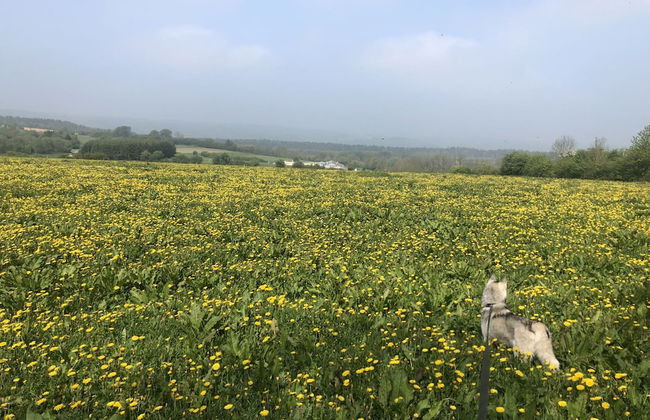 Stone House in Hamoir With Private Pool - Foto 38