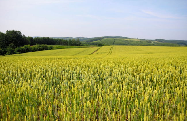 STARRY SKY COTTAGE 16 - Photo 23