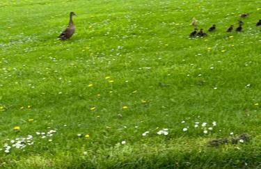 Lavender Cottage Grewelthorpe Nr Masham Ripon - Foto 62