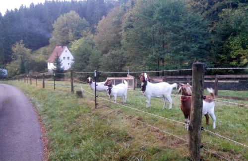 FeWo PacoHaus nähe Willingen Diemelsee - Foto 11