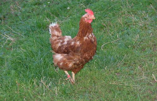 Bauernhof Mairing - Foto 45