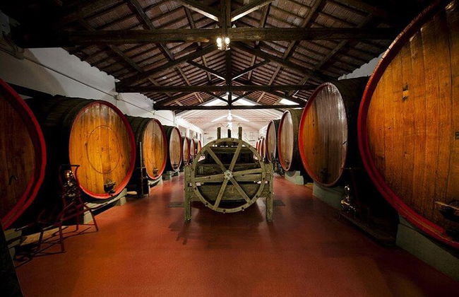 Degustación de vino Lambrusco y visita a la bodega en Módena. - Foto 6