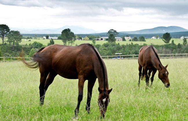 Kay and Monty Vineyard View - Photo 32