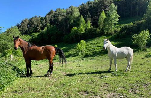 Apartamentsaloriaburg - Foto 49