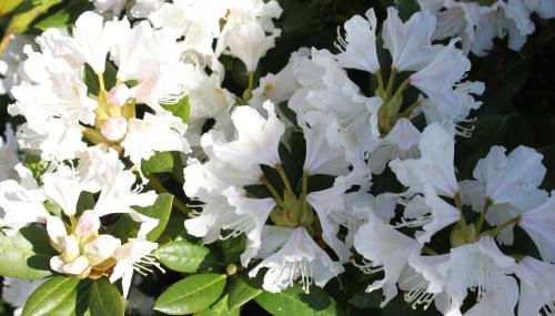 Ferienwohnungen Kanuhof - Foto 5, Garden